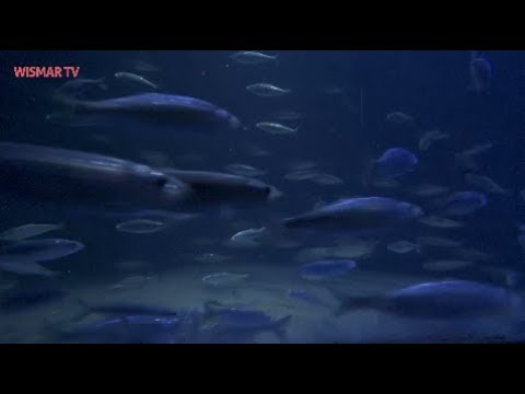 MV Spezial: Osterspaziergang im Ozeaneum