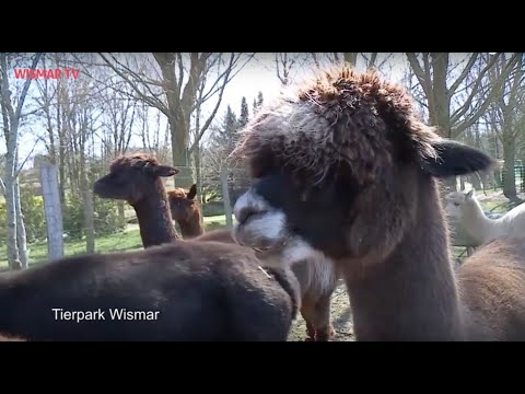 MV Spezial: Zoos im Land benötigen Soforthilfe vom Bund