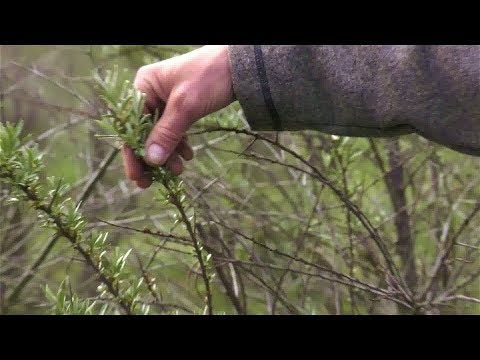 Sanddornsterben – älteste Plantage Deutschlands in Gefahr