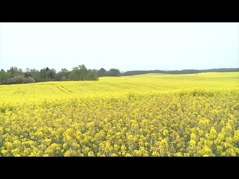 MV-Spezial: Erneute Frühjahres-Dürre – Landwirte in MV befürchten massive Ertrags-Einbußen