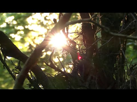 Wald und Wild oder Wald vor Wild? Die neue Jagdzeitenverordnung in MV