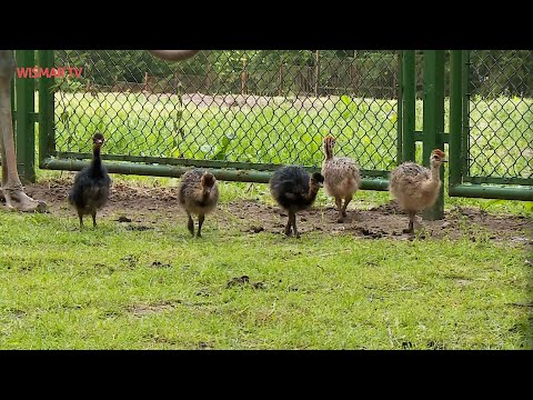 Straußennachwuchs im Tierpark Wismar