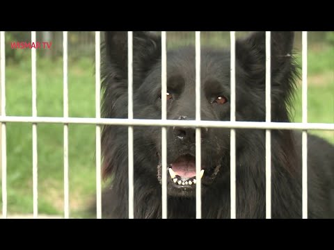 Tierheim Roggendorf erhält Förderung