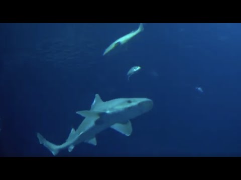 Vorsicht harmlos! Erstmals Glatthaie im Ozeaneum in Stralsund