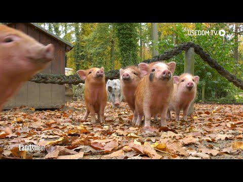 Nachwuchs bei Minischweinen