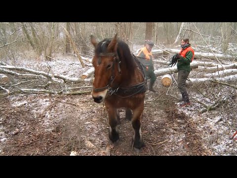 Mecklenburger Rückepferde im Einsatz beim Pferderücken