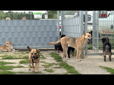 Tierärtzlicher Notdienst