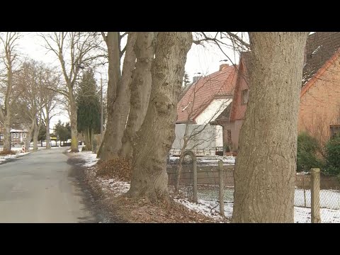 Verein Stover Linden kämpft für Erhalt der Allee