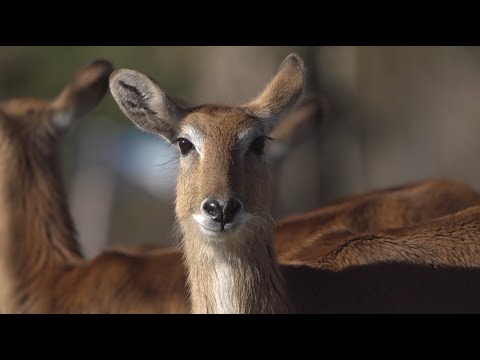 Zoos und Tierparks locken Besucher an