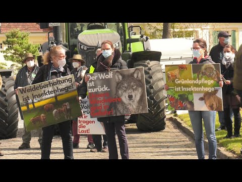 MV-Spezial: Weidetierhalter demonstrieren in Schwerin: Der Wolf frisst kein Gras