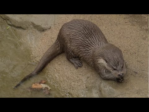 MV-Spezial: Fischotter zurück im Rostocker Zoo