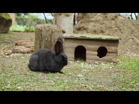 aktion tier „Lottihof“ hat 21 Kaninchen abzugeben