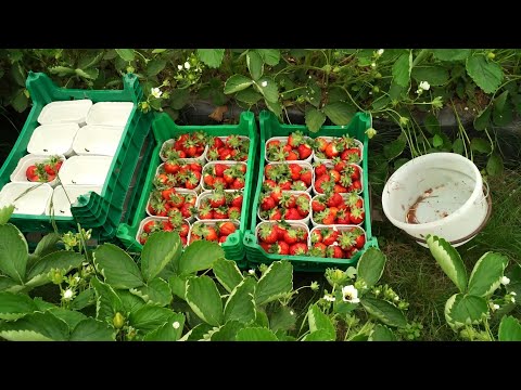 Start der Erdbeersaison auf dem Erdbeerhof Glantz