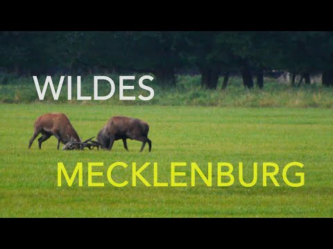 Wildes Mecklenburg erkunden – vom Wald lernen