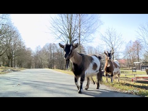 Vorwürfe gegen Tierpark Wismar