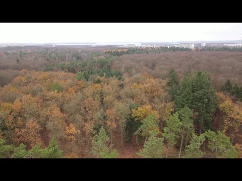 MV Spezial: MV hat den gesündesten Wald Deutschlands