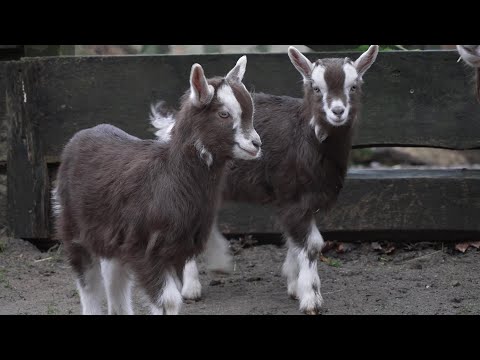 MV Spezial: Supersüße Ziegen-Babys im Schweriner Zoo