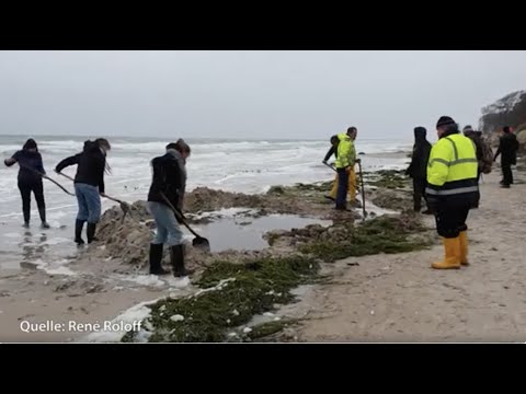 MV Spezial: Sensationeller Fund: historischer Einbaum am Darßer Weststrand freigespühlt