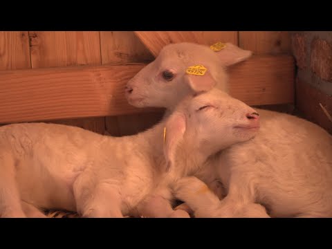 Tierisch süßer Nachwuchs