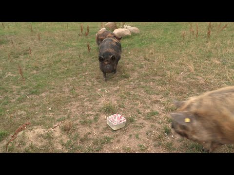 Eisbomben und Nachwuchs im Tierpark Wismar