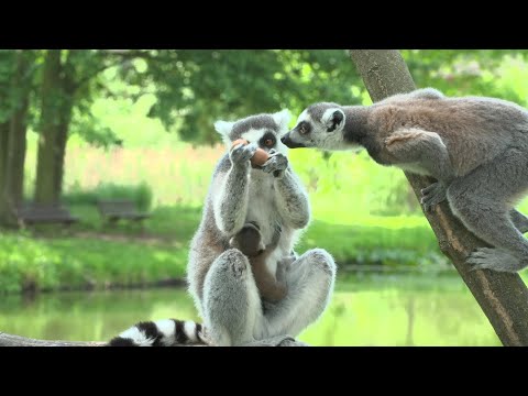 Tierpark Wismar – Alpakas beim Friseur und Wilde Babys