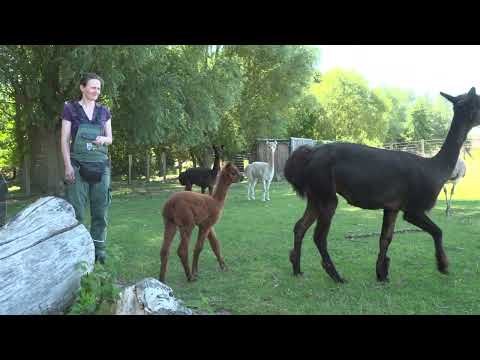 Wilder Nachwuchs im Tierpark Wismar