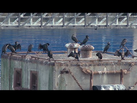 Hafenreport Wismar: Tierische Gäste im Wismarer Hafen