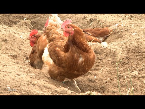 Zustand katastrophal: Immer mehr Bestände in MV von Vogelgrippe betroffen