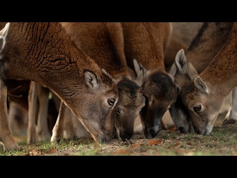 Tierisch Engagiert: Tiere hautnah erleben