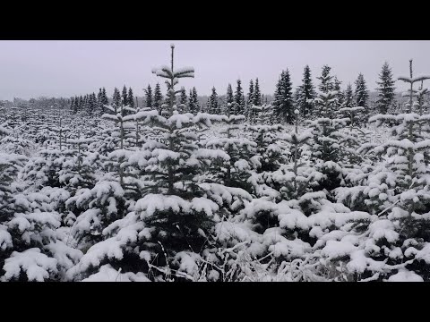 Weihnachtsbäume vom Förster