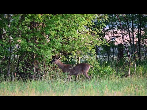 Schützt das Klima und rettet Arten: Hecke!