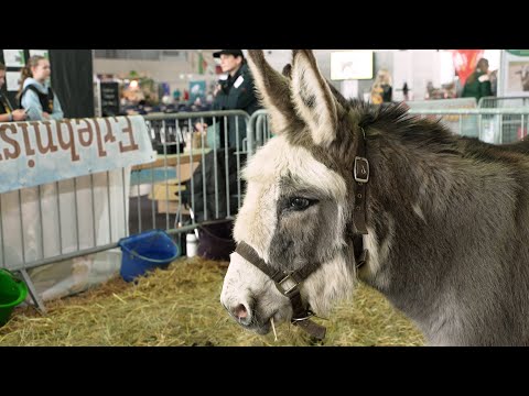 Tierliebe Herzen schlugen höher – auf der „Tier- und Natur“-Messe in Rostock