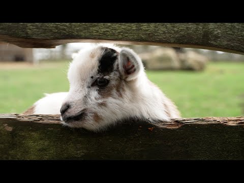 Nachwuchs pünktlich zur Saison