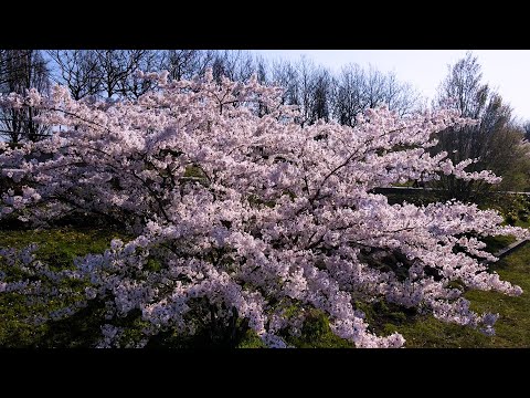 Japanischer Sommer in Wismar