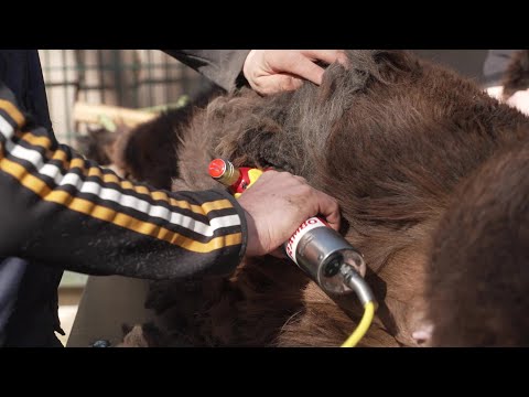 Alpakas bekommen Sommerfrisuren