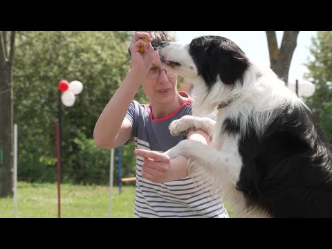 Ein Disneyland für Vierbeiner – Tag der offenen Tür in der Hundeschule Spiering