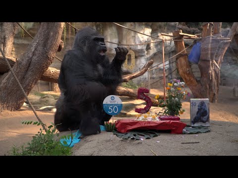 Zoo Rostock: Gorilla Assumbo wird 50 Jahre alt!