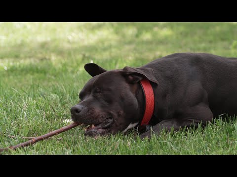 Therapiezentrum für Hunde: Tierheim Dorf Mecklenburg mit Schattenhunden überlastet