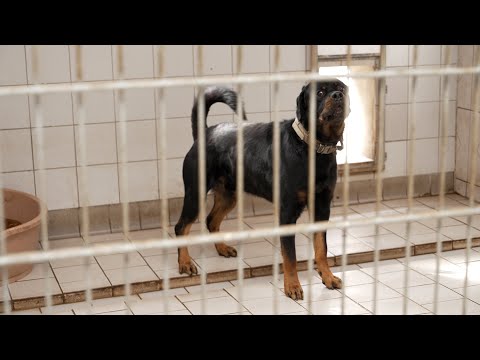 MV Spezial: Hunde in Not – Tierheime in MV sind überlastet