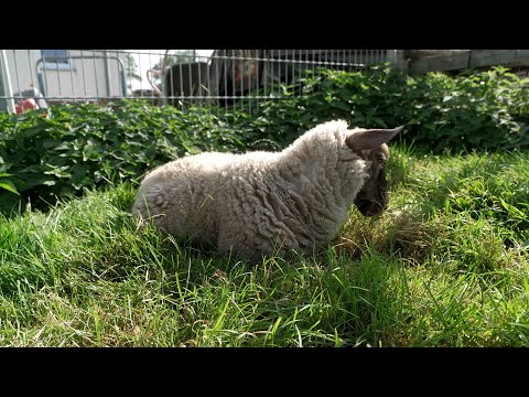 Tierisch Engagiert – Katzenkinder und Fritz das Lämmchen