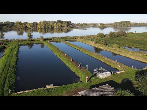 Karpfenzucht und Angelteich in Wismar-Gröningsgarten vor dem aus?