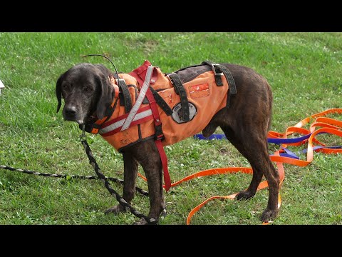 Jagdhunde zu Gast im Kreisagrarmuseum Dorf Mecklenburg