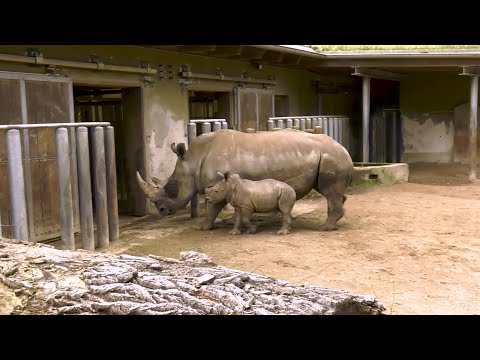 Zoo Schwerin verbessert Bedingungen für Tier und Mensch