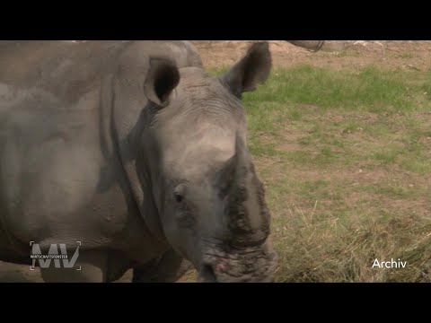 Wirtschaftsfenster MV: Zoo Schwerin baut Nashorn-Anlage aus