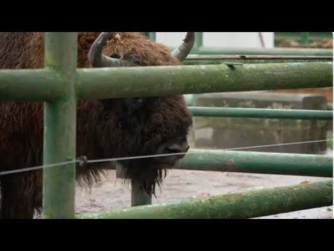 Tierpark Wismar setzt auf Tierzucht – Zugang bei Wisenten, Abgang bei Rotwild