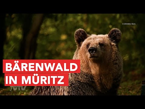 Wirtschaftsfenster M-V: Bärenwald in Müritz