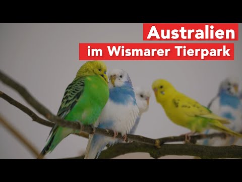 Australische Vögel und Kängurus im Tierpark Wismar