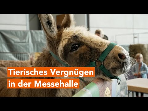 MV Spezial: Rassekatzen, Alpakas und mehr: Tierisches Vergnügen in der HanseMesse