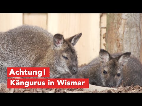 Neue Australien-Anlage eröffnet