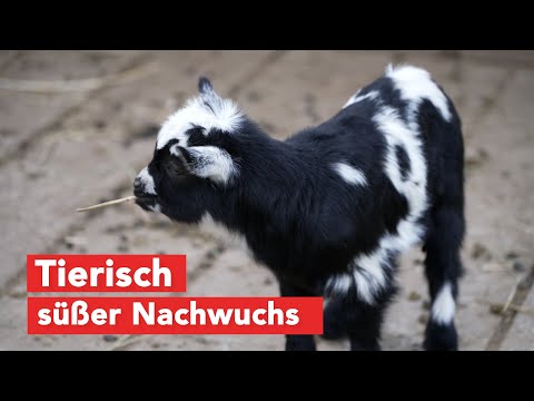 Tierpark Wismar freut sich über Tierkinder